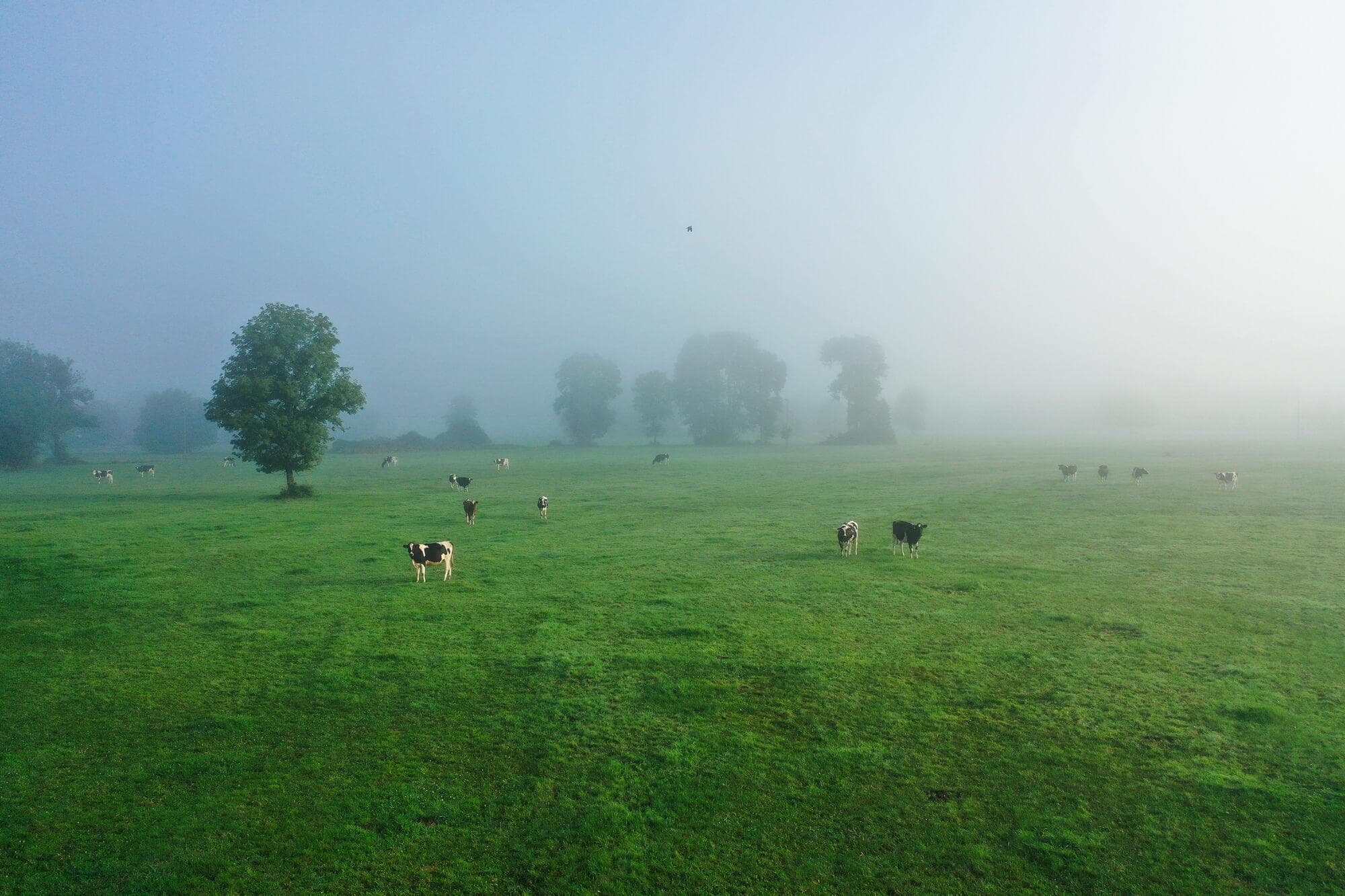 Boucherie charcuterie Thiébaut, Remiremont, Vosges Secrètes Boucherie charcuterie Thiébaut, Remiremont, Vosges Secrètes